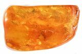 Two Fossil Caddisflies (Trichopterae) In Baltic Amber #58050-2